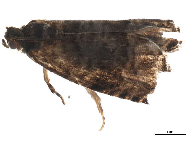 Image of <i>Grapholita packardi</i>