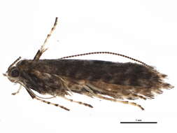 Image of Brown Birch Slender