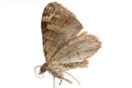 Image of dark-barred twin-spot carpet