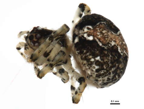 Image of Theridion murarium Emerton 1882