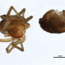 Image of Dictyna brevitarsa Emerton 1915