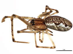 Image of Tetragnatha shoshone Levi 1981