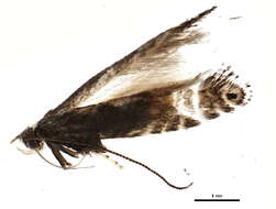 Image of Parornix