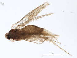 Image of Phyllonorycter blancardella (Fabricius 1781)