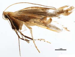 Image of Caloptilia packardella (Chambers 1872)