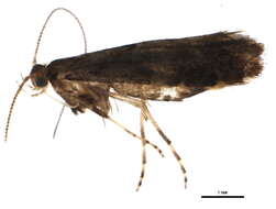 Image of Caloptilia