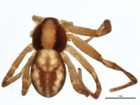 Image of Philodromus rufus vibrans Dondale 1964