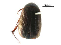 Image of Serica sericea (Illiger 1802)