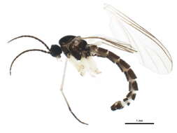 Image of Trichosia townesi