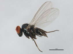 Image of Biota