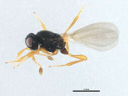 Image of Tetrabaeus