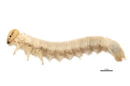 Image of Nematus poecilonotus