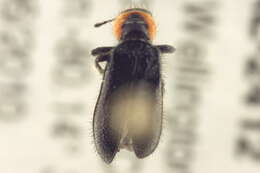 Image of Placopterus