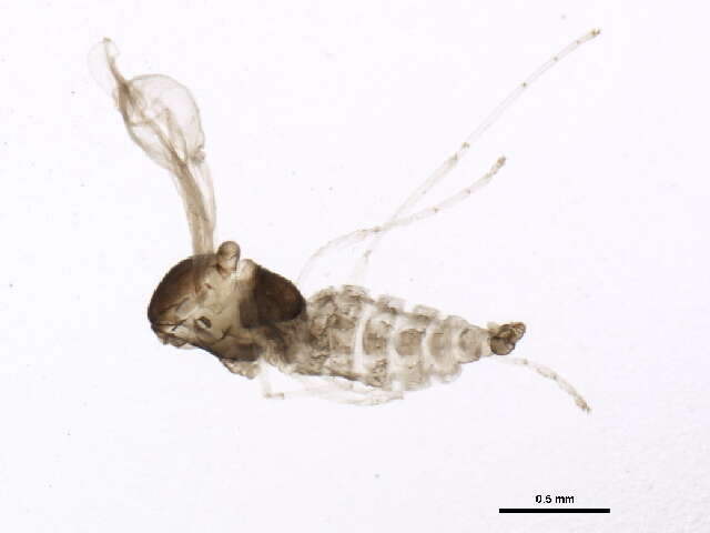 Image of Vitisiella brevicauda