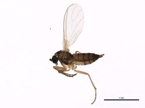 Image of Scatopsciara