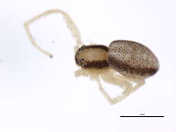 Image of Philodromus rufus vibrans Dondale 1964