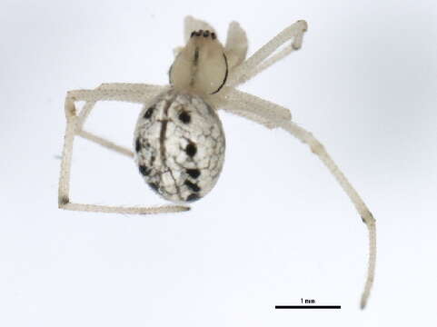 Image of Enoplognatha ovata (Clerck 1757)