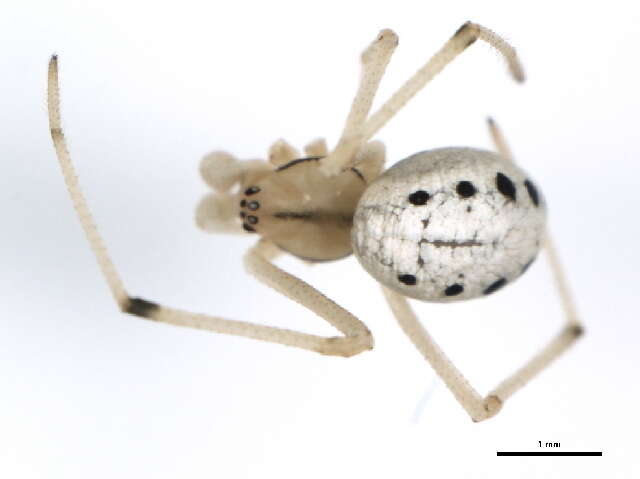 Image of Enoplognatha ovata (Clerck 1757)