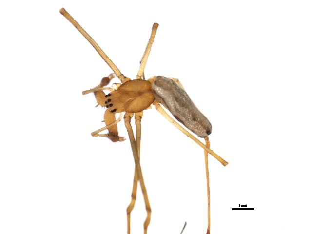 Image of Tetragnatha shoshone Levi 1981