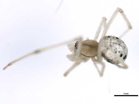 Image of Enoplognatha ovata (Clerck 1757)