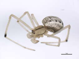 صورة Enoplognatha ovata (Clerck 1757)