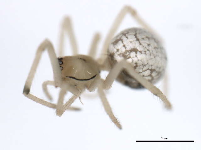 صورة Enoplognatha ovata (Clerck 1757)