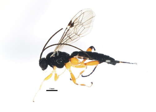 Image of Pimpla aequalis Provancher 1880