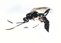 Image of Coelichneumon navus (Say 1835)