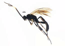 Image of Cratichneumon viator (Scopoli 1763)