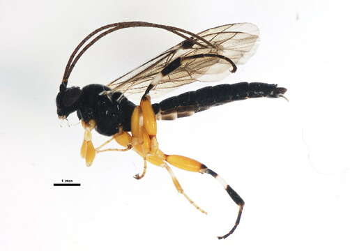 Imagem de Pimpla aequalis Provancher 1880