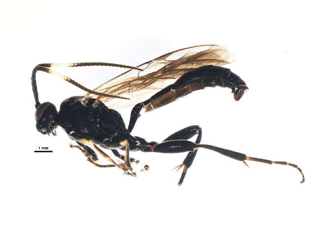 Image of Cratichneumon viator (Scopoli 1763)