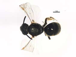 Image of Cresson's Dialictus