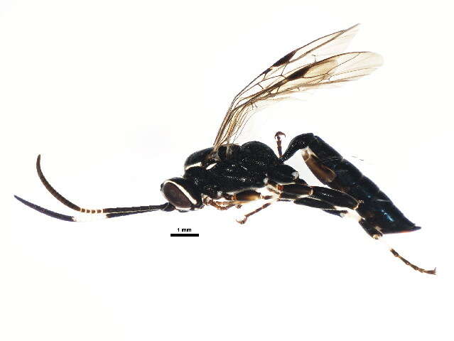 Image of Coelichneumon navus (Say 1835)