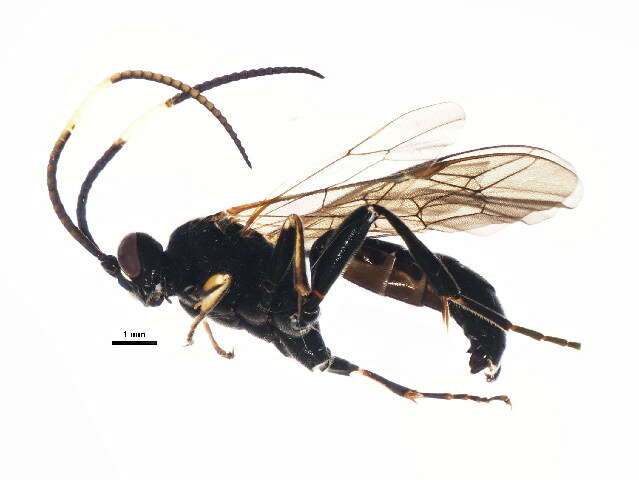 Image of Cratichneumon viator (Scopoli 1763)