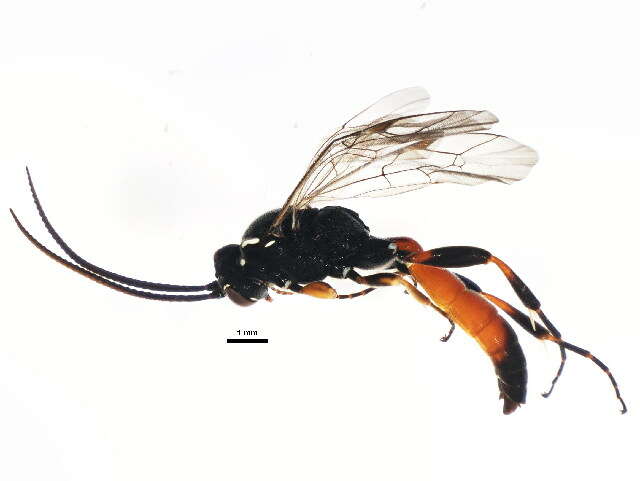 Barichneumon resmi