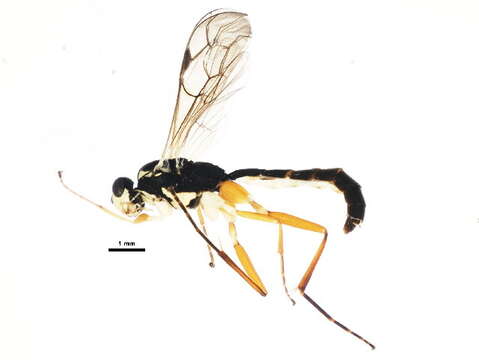 Image of Lissonota coracina (Gmelin 1790)