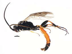 Barichneumon resmi