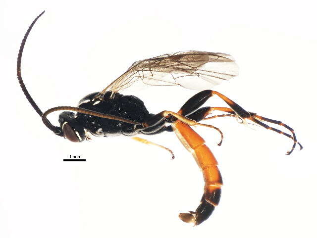 Barichneumon resmi