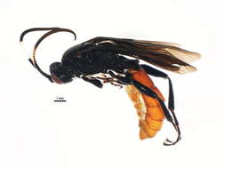 Image of Ichneumon memorator Wesmael 1845