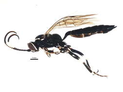 Image of Coelichneumon navus (Say 1835)