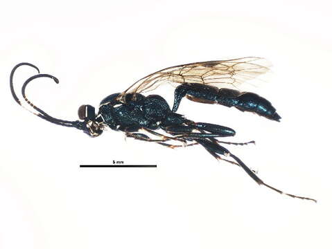 Image of Coelichneumon eximius (Stephens 1835)