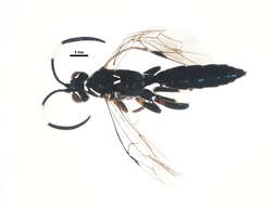 Image of Coelichneumon navus (Say 1835)