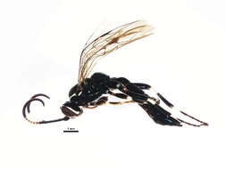 Image of Coelichneumon navus (Say 1835)