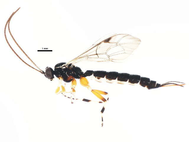 Image of Parasitoid wasp