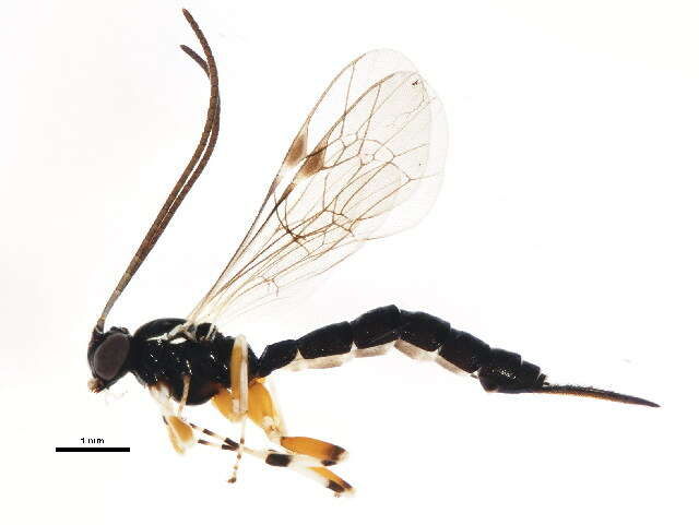 Image of Parasitoid wasp