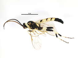 Image of Ichneumon memorator Wesmael 1845