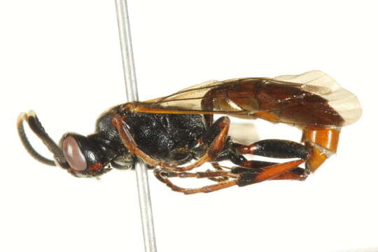 Image of Ichneumon memorator Wesmael 1845