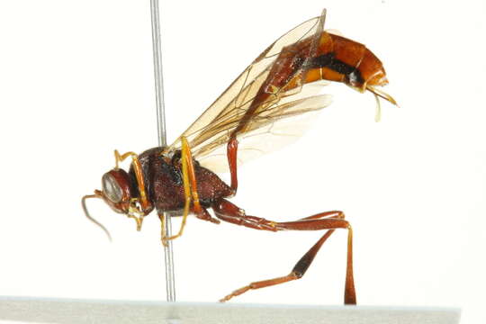 Image of Anomaloninae