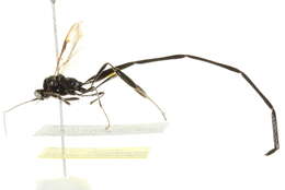 Image of Pelecinid Wasp