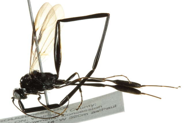 Image of Pelecinid Wasp